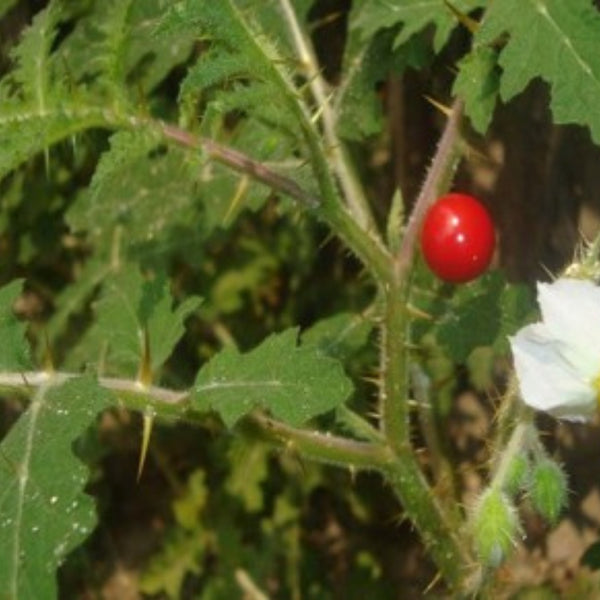 তিত বেগুন/বন বেগুন বীজ – Bitter Brinjal Seed (Hybrid)