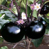 তাল বেগুন বীজ  (হাইব্রিড) – Black Ball Hybrid Brinjal Seed