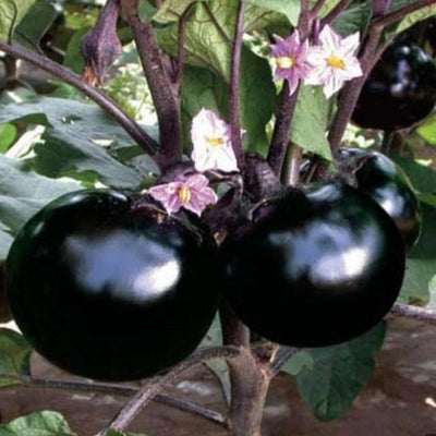 তাল বেগুন বীজ  (হাইব্রিড) – Black Ball Hybrid Brinjal Seed