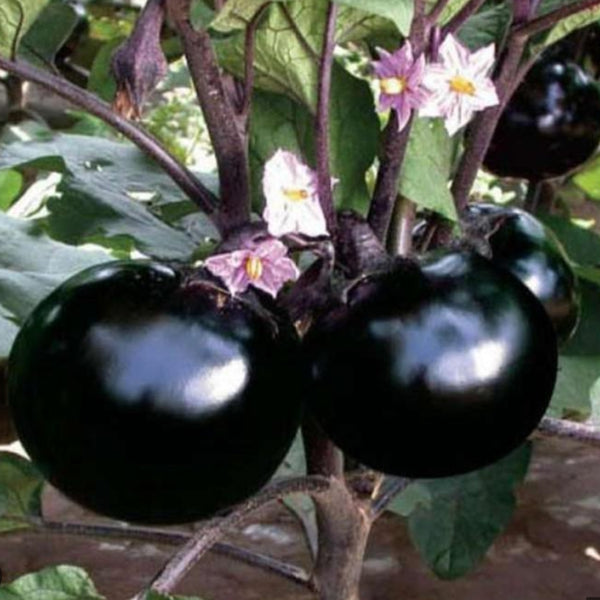 তাল বেগুন বীজ  (হাইব্রিড) – Black Ball Hybrid Brinjal Seed