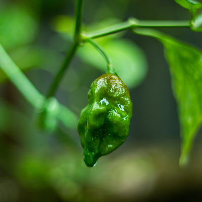 হাইব্রিড বোম্বাই মরিচ বীজ – Bombay Chili seed (Hybrid)