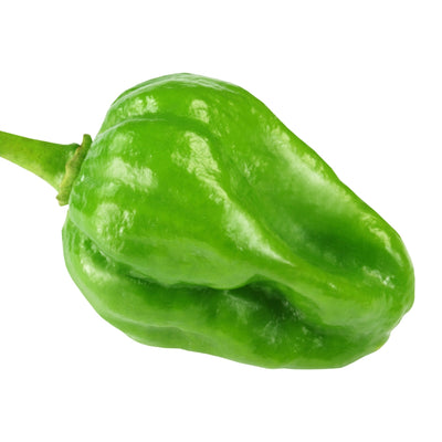 হাইব্রিড বোম্বাই মরিচ বীজ – Bombay Chili seed (Hybrid)