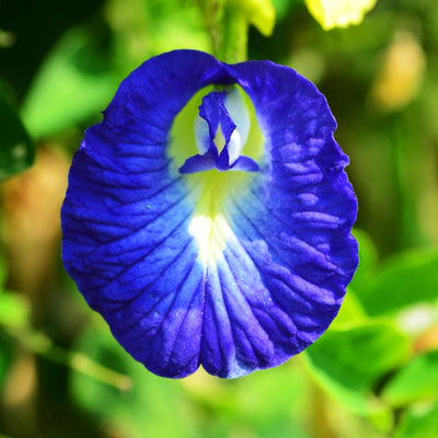 এফ১ অপরাজিতা মিক্সড - F1 Butterfly Pea Mixed seed