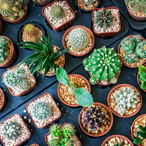 Cactus Seed (Mixed)  আকর্ষণীয় ক্যাকটাস বীজ (মিশ্রণ)