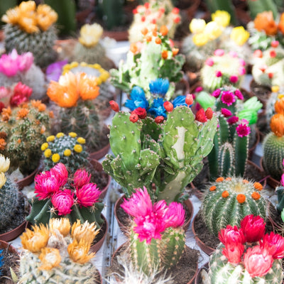 Cactus Seed (Mixed)  আকর্ষণীয় ক্যাকটাস বীজ (মিশ্রণ)