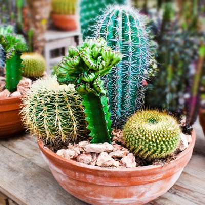 Cactus Seed (Mixed)  আকর্ষণীয় ক্যাকটাস বীজ (মিশ্রণ)