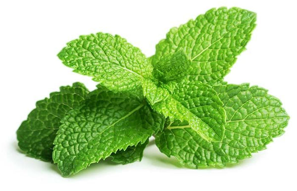 Pudina Pata (Mint Leaves) ± 10 gm