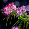 Clome Mixed Spider Flower – ক্লোম মিক্সড স্পাইডার ফুল