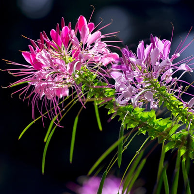 Clome Mixed Spider Flower – ক্লোম মিক্সড স্পাইডার ফুল