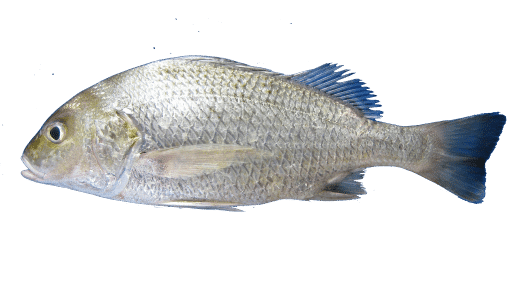 Datina Mach (দাতিনা মাছ)