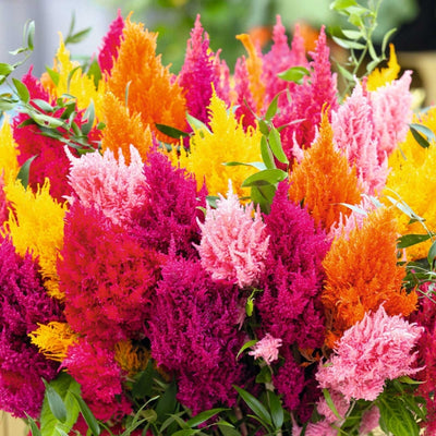 F1 Celosia Mixed – সেলোসিয়া মিশ্রিত ফুল