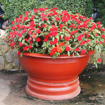 Balsam Flower Seed– বালসাম ফুল বীজ
