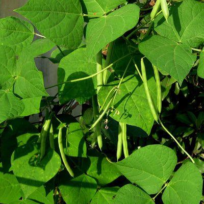 এফ১ ফ্রেঞ্চ বিন বীজ – F1 French Bean Seeds
