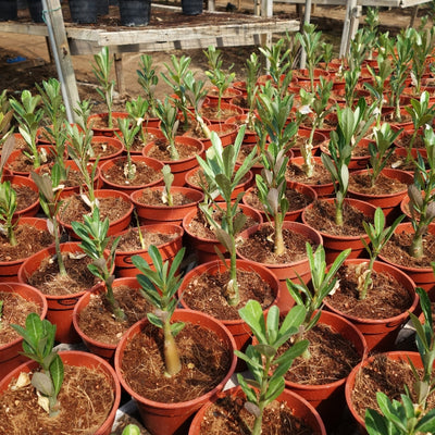 F1 Hybrid Adenium Mixed – হাইব্রিড এডেনিয়াম মিক্সড ফুল