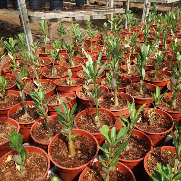 F1 Hybrid Adenium Mixed – হাইব্রিড এডেনিয়াম মিক্সড ফুল