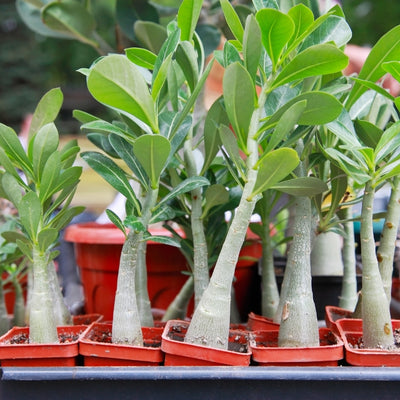 F1 Hybrid Adenium Mixed – হাইব্রিড এডেনিয়াম মিক্সড ফুল