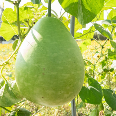 এফ১ হাইব্রিড লাউ বীজ – F1 Hybrid Bottlegourd Seeds