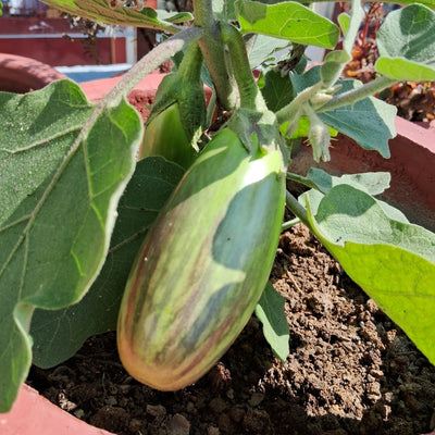 এফ১ হাইব্রিড বেগুন বীজ – F1 Hybrid Brinjal Seeds