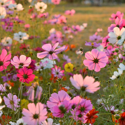 F1 Hybrid Cosmos Mixed – হাইব্রিড কসমস মিক্সড ফুল