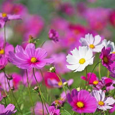 F1 Hybrid Cosmos Mixed – হাইব্রিড কসমস মিক্সড ফুল