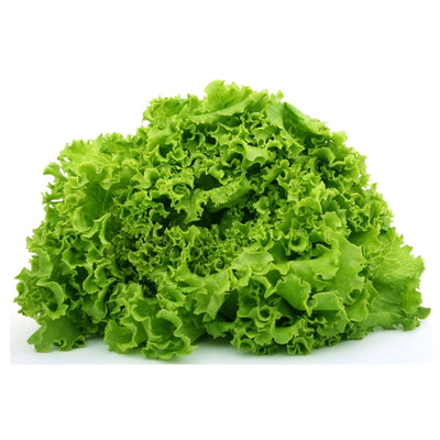 এফ১ হাইব্রিড লেটুস বীজ – F1 Hybrid Lettuce Seeds