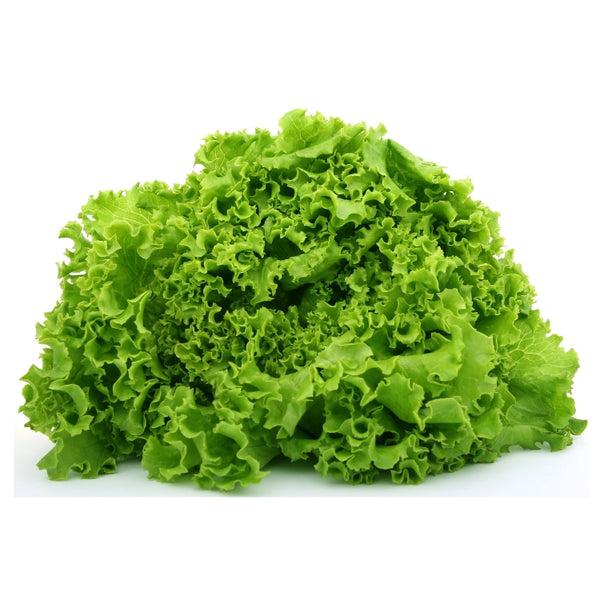 এফ১ হাইব্রিড লেটুস বীজ – F1 Hybrid Lettuce Seeds
