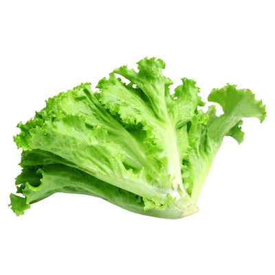 এফ১ হাইব্রিড লেটুস বীজ – F1 Hybrid Lettuce Seeds