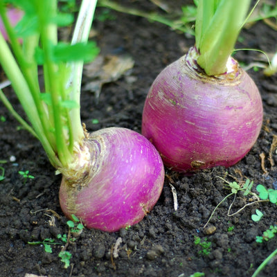 এফ১ হাইব্রিড শালগম বীজ – F1 Hybrid Turnip Seeds