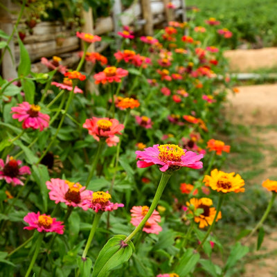 F1 Hybrid Zinia Mixed – হাইব্রিড জিনিয়া মিক্সড ফুল