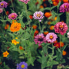 F1 Hybrid Zinia Mixed – হাইব্রিড জিনিয়া মিক্সড ফুল