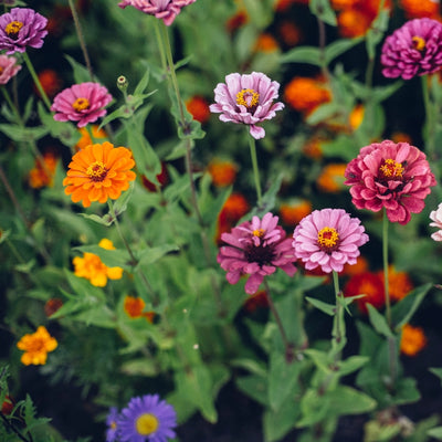 F1 Hybrid Zinia Mixed – হাইব্রিড জিনিয়া মিক্সড ফুল