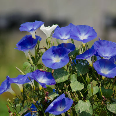 F1 Morning Glory Seed Mixed – এফ১ মর্নিং গ্লোরি মিক্সড