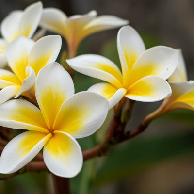 কাঠ গোলাপ বীজ (Frangipani) – Stunning Summer Flower