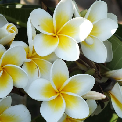 কাঠ গোলাপ বীজ (Frangipani) – Stunning Summer Flower
