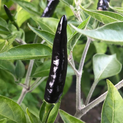 মরিচ বীজ – Hot Pepper Seed (হাইব্রিড)