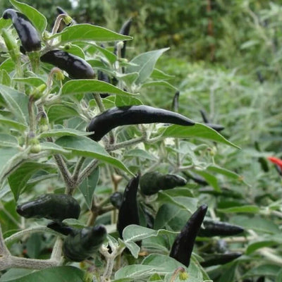 মরিচ বীজ – Hot Pepper Seed (হাইব্রিড)