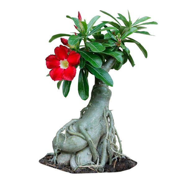 F1 Hybrid Adenium Mixed – হাইব্রিড এডেনিয়াম মিক্সড ফুল