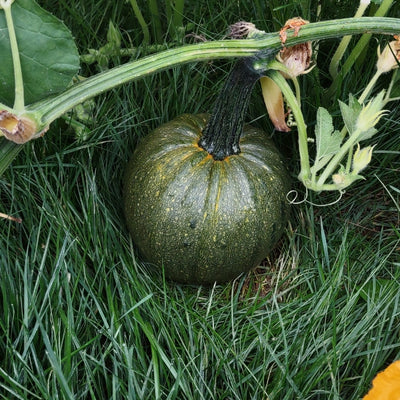 হাইব্রিড মিষ্টি কুমড়া বীজ – Hybrid Sweet Pumpkin Seeds