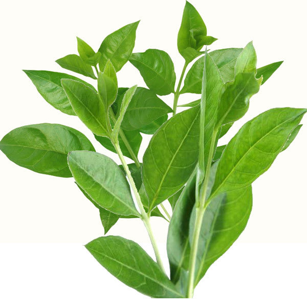 Mehendi Pata (Henna Leaves)
