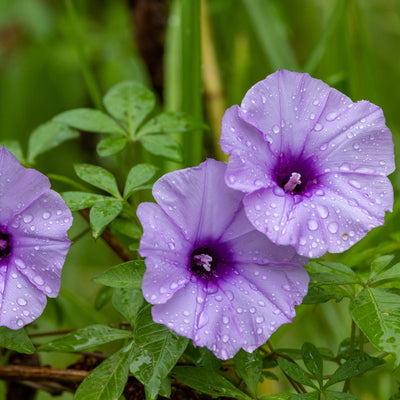F1 Morning Glory Seed Mixed – এফ১ মর্নিং গ্লোরি মিক্সড