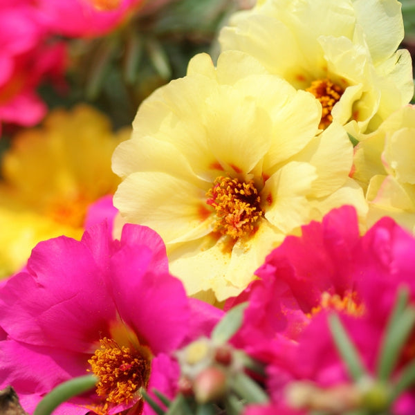 Portulaca Grandiflora F1 – পোর্টুলাকা গ্র্যান্ডিফ্লোরা এফ১Portulaca Grandiflora F1 – পোর্টুলাকা গ্র্যান্ডিফ্লোরা এফ১
