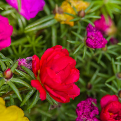 Portulaca Grandiflora F1 – পোর্টুলাকা গ্র্যান্ডিফ্লোরা এফ১Portulaca Grandiflora F1 – পোর্টুলাকা গ্র্যান্ডিফ্লোরা এফ১