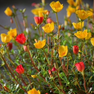 Portulaca Grandiflora F1 – পোর্টুলাকা গ্র্যান্ডিফ্লোরা এফ১Portulaca Grandiflora F1 – পোর্টুলাকা গ্র্যান্ডিফ্লোরা এফ১
