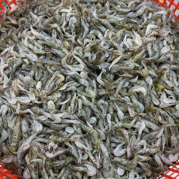নদীর কইচ্যা/সবজি চিংড়ি মিক্সড সাইজ