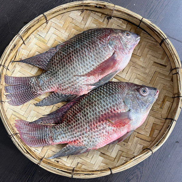 তেলাপিয়া মাছ