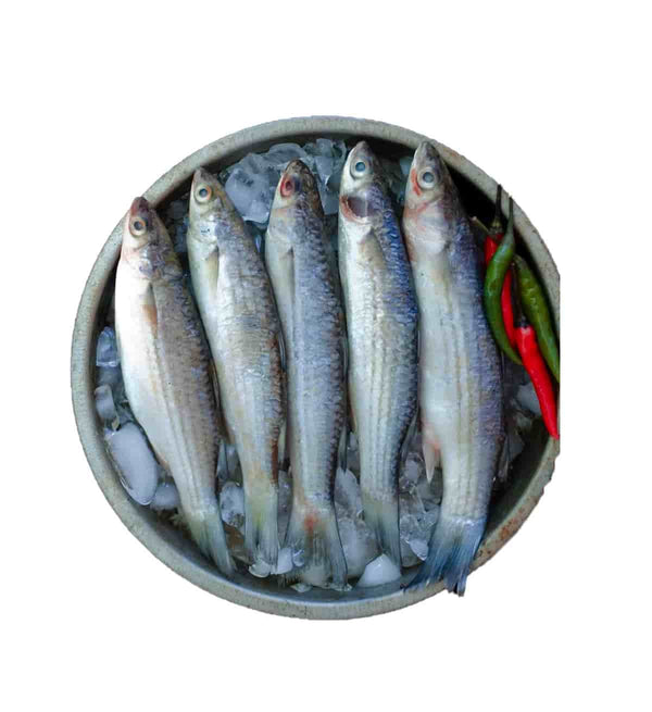Bhangal Mach (ভাঙ্গাল মাছ)