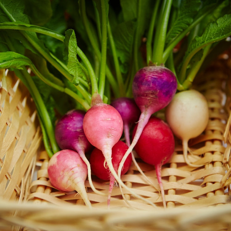 এফ১ হাইব্রিড শালগম বীজ – F1 Hybrid Turnip Seeds