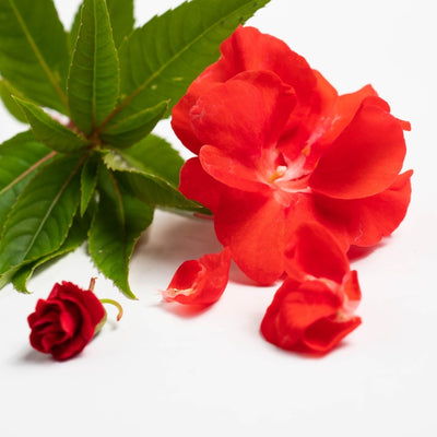 Balsam Flower Seed– বালসাম ফুল বীজ