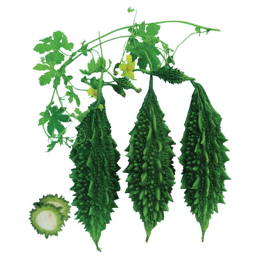 ছোট করলা বীজ – Glory Super Small Bitter Gourd Seed Hybrid