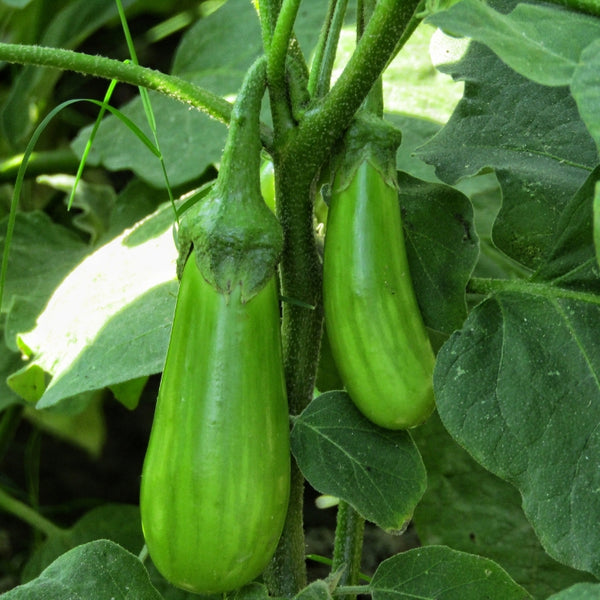এফ১ হাইব্রিড বেগুন বীজ – F1 Hybrid Brinjal Seeds